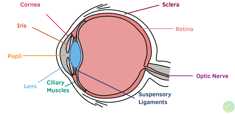 Diagram of the eye