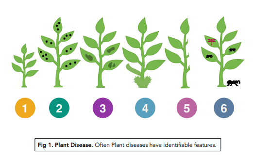 Plant Disease & Defence - Identifying Plant Diseases (GCSE Biology) - Study  Mind